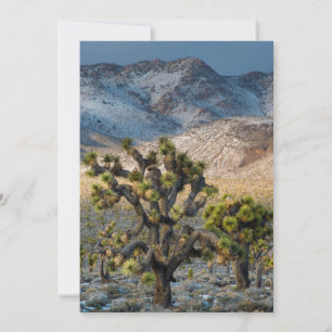 Tarjeta De Agradecimiento Nieve en el Valle de la Muerte