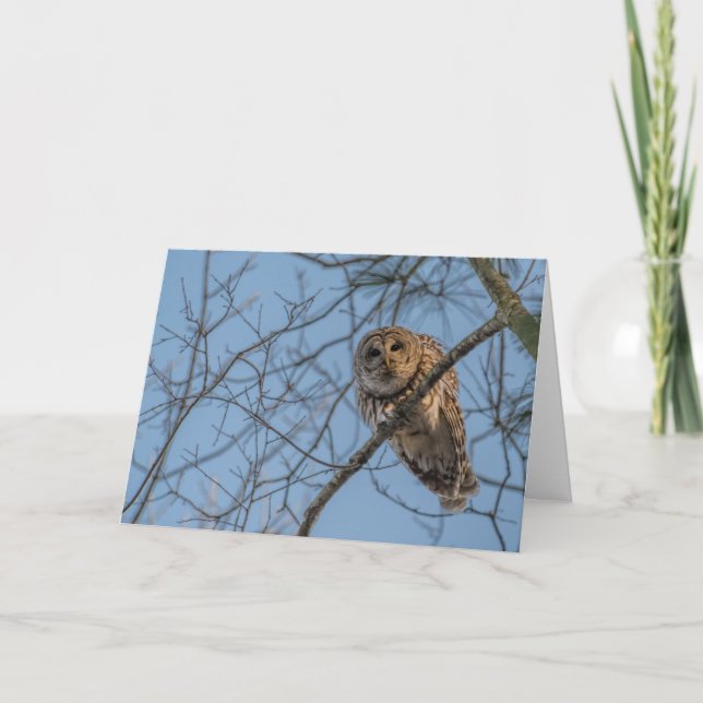 Tarjeta De Agradecimiento Notecard en blanco doblado de una lechuza barbuda (Anverso)