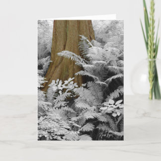 Tarjeta De Agradecimiento Notecard Redwood & Infrared Ferns