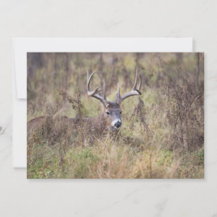 Tarjeta De Agradecimiento Nueve puntos de buck con Notecard en blanco