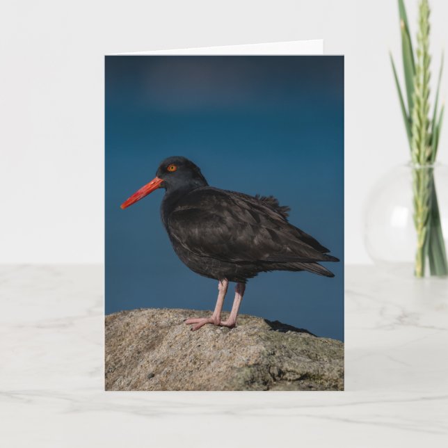 Tarjeta de agradecimiento Oystercatcher negro (Anverso)
