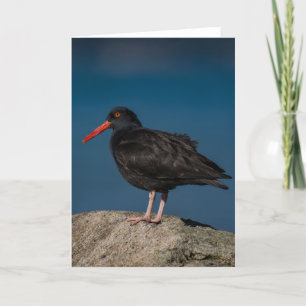 Tarjeta de agradecimiento Oystercatcher negro