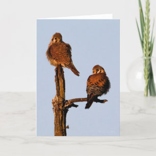Tarjeta de agradecimiento para American Kestrel Ma