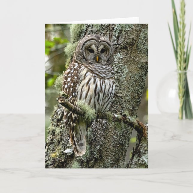 Tarjeta de agradecimiento para árbol de búho barri (Anverso)