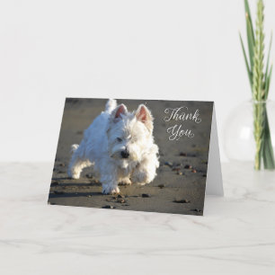 Tarjeta de agradecimiento para Beach Westie Photo
