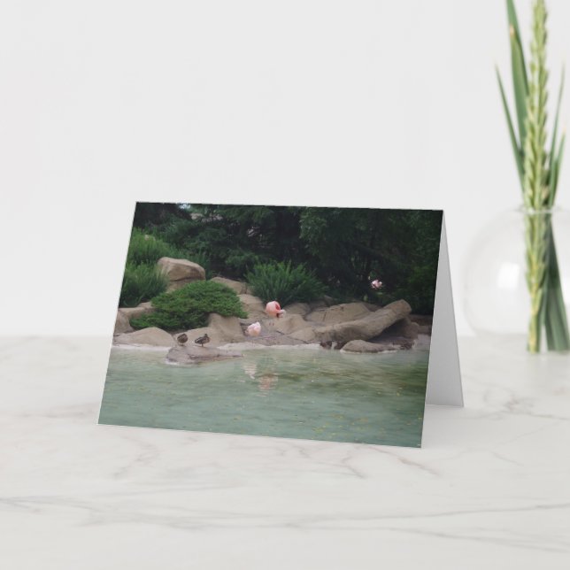 Tarjeta de agradecimiento para "Ducks & Flamingos" (Anverso)