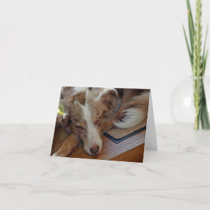 Tarjeta De Agradecimiento pastor australiano de merle rojo durmiendo