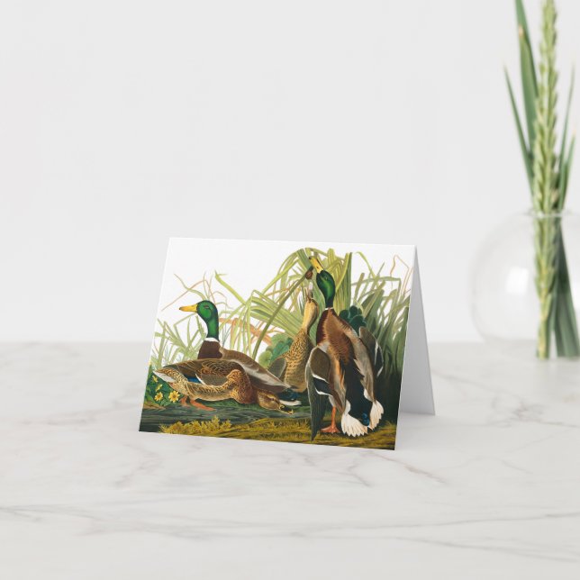 Tarjeta De Agradecimiento Pato Mallard de John James Audubon (Anverso)