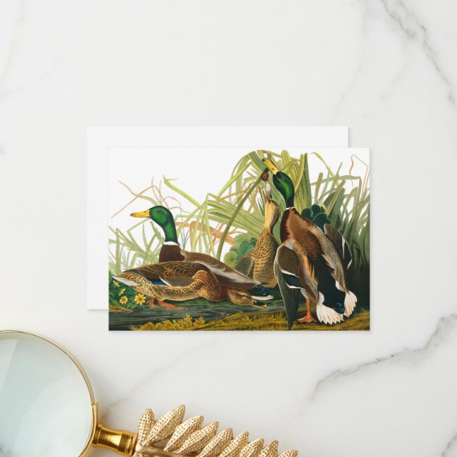 Tarjeta De Agradecimiento Pato Mallard de John James Audubon (Anverso/Reverso In Situ)