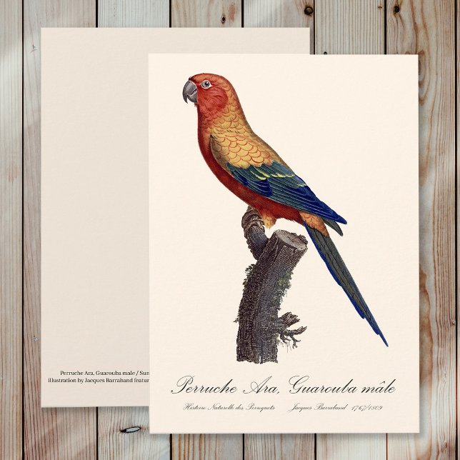 Tarjeta De Agradecimiento Perico del Sol Macho, Aratinga Solstitialis (Sun Parakeet Male, Aratinga Solstitialis. Thank You Card)