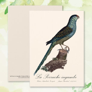 Tarjeta De Agradecimiento Perico Terrestre o Perico de Pantano, Pezoporus Wa