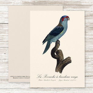 Tarjeta De Agradecimiento Periquito almizclado / Perruche à bandeau rouge