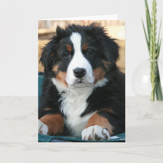 Tarjeta De Agradecimiento perrito de montaña de bernesa (Anverso)