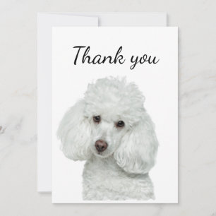 Tarjeta De Agradecimiento Perro Caniche Blanco Gracias Mascota Animal