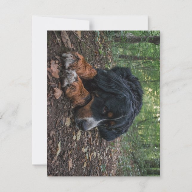 Tarjeta De Agradecimiento perro de montaña bernés acostado en el bosque (Anverso)