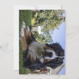 Tarjeta De Agradecimiento perro de montaña bernés acostado segundo