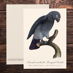 Tarjeta De Agradecimiento Perroquet Cendre / Loro gris tineño africano