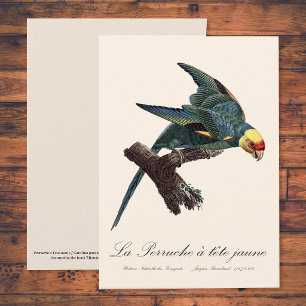 Tarjeta De Agradecimiento Perruche a Tete Jaune / Parakeet Carolina