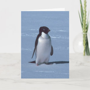 Tarjeta De Agradecimiento Pingüino solitario en la nieve