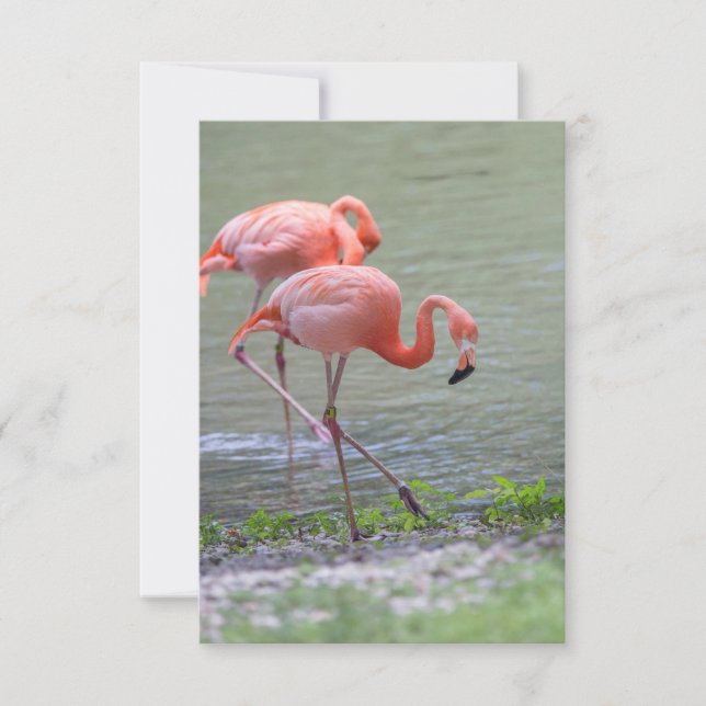 Tarjeta De Agradecimiento Pink Flamingo Notecard (Anverso)