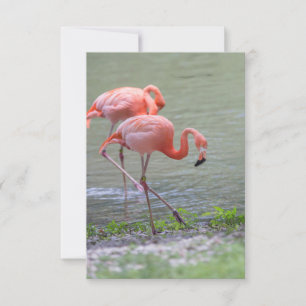 Tarjeta De Agradecimiento Pink Flamingo Notecard