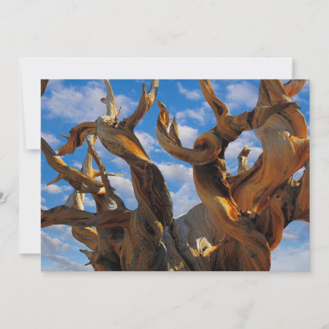 Tarjeta De Agradecimiento Pino Bristlecone (Anverso)
