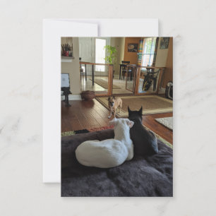 Tarjeta de agradecimiento plana de 3,5" x 5" para