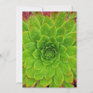 Tarjeta De Agradecimiento Planta Lover Aeonium Magic
