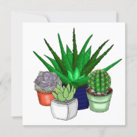 Plantas domésticas | Suculentos