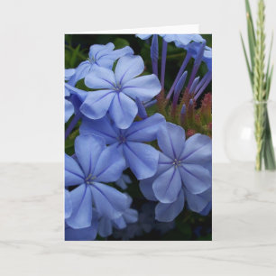 Tarjeta De Agradecimiento Plumbago