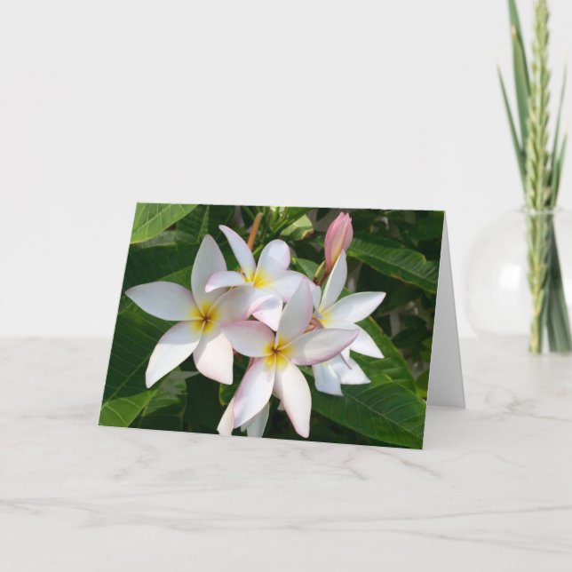 Tarjeta De Agradecimiento Plumeria Blooms Blank Card (Anverso)
