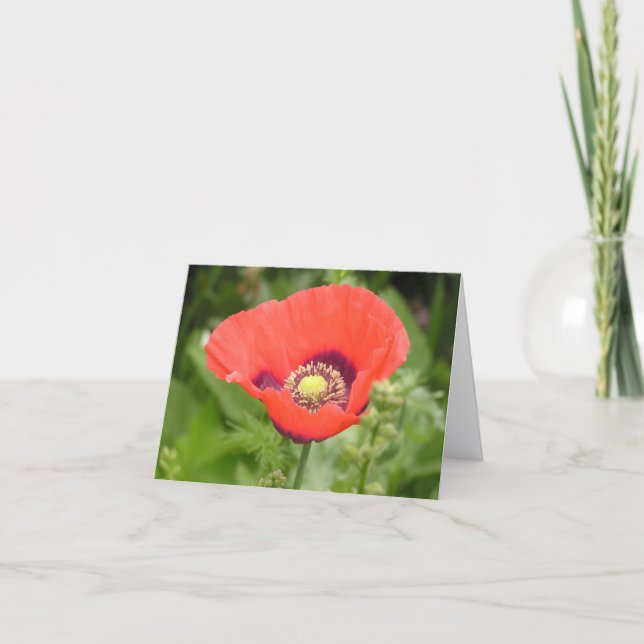 Tarjeta De Agradecimiento Poppy (Papaver somniferum) card (Anverso)