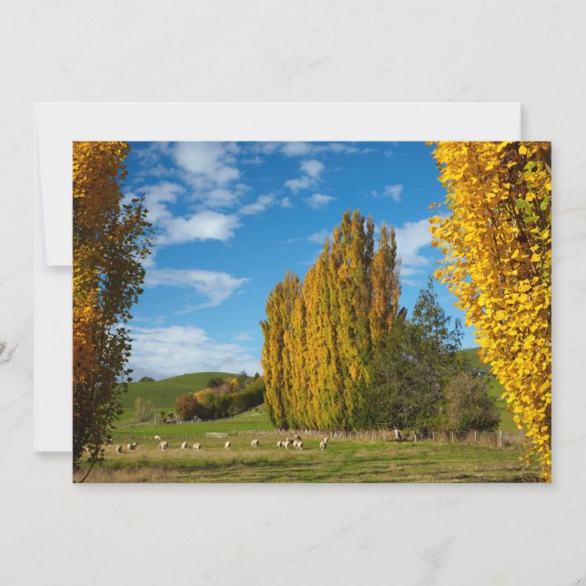 Tarjeta De Agradecimiento Prado de granja con ovejas (Anverso)