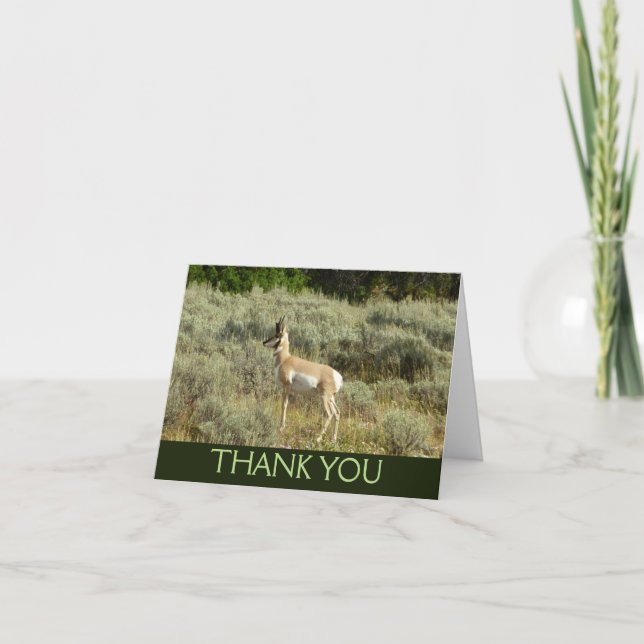 Tarjeta De Agradecimiento Pronghorn en el Parque Nacional de Grand Teton (Anverso)
