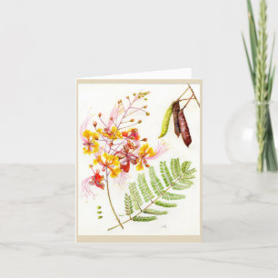 Tarjeta De Agradecimiento Pulcherrima 'Orgullo-de-Barbados del Caesalpinia