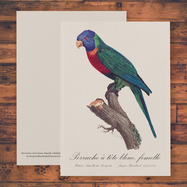 Tarjeta De Agradecimiento Rainbow lorikeet female, Trichoglossus moluccanus (Perruche a tete bleue, femelle / Rainbow lorikeet, female. Thank You Card)