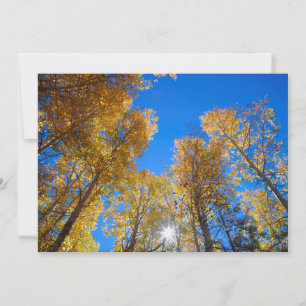 Tarjeta De Agradecimiento Rayo de sol atraviesa árboles