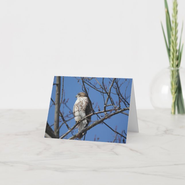 Tarjeta De Agradecimiento Red Tail Hawk (Anverso)