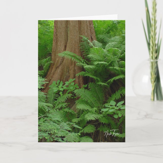 Tarjeta De Agradecimiento Redwood & Ferns notecard (Anverso)