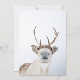 Tarjeta De Agradecimiento Reindeer Nature Photo Card