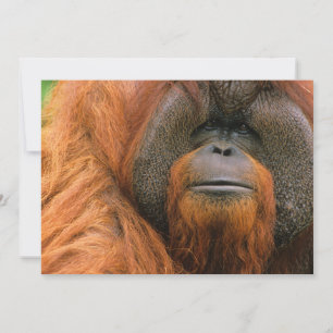 Tarjeta De Agradecimiento Retrato de Orangután macho, Georgia, EE. UU.