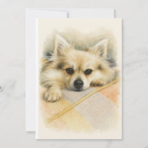 Retrato de perro Chihuahua Pomerania a la acuarela