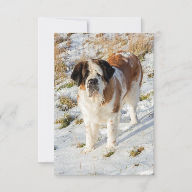 Tarjeta De Agradecimiento Retrato de perro de San Bernardo (Anverso)