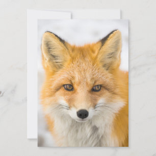 Tarjeta De Agradecimiento Retrato de zorro rojo