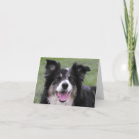 Retrato del border collie