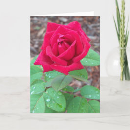 Tarjeta De Agradecimiento Rosa roja sobre un protector en blanco
