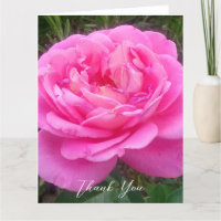 Rosa rosa romántica 'Leonardo Da Vinci'  