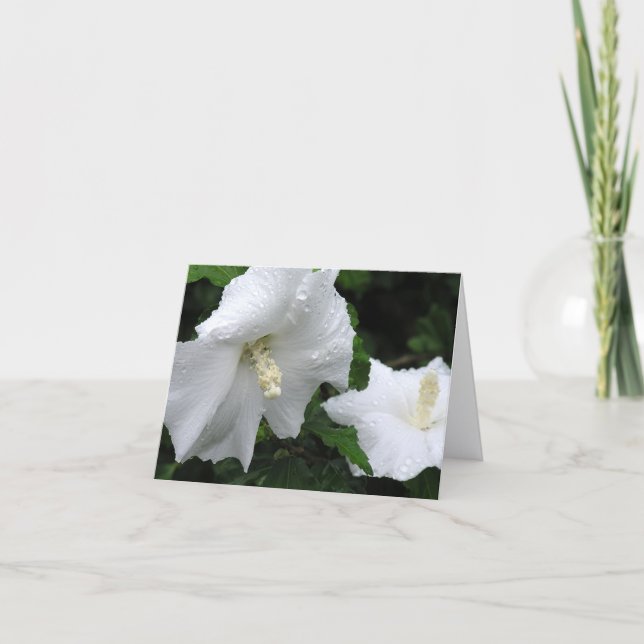 Tarjeta De Agradecimiento Rose of Sharon (Hibiscus syriacus 'Diana') card (Anverso)