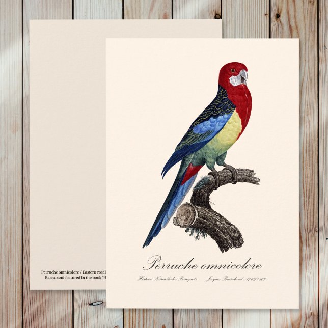 Tarjeta De Agradecimiento Rosella oriental o perico Platycercus eximius (Eastern rosella or Platycercus eximius parakeet. Thank You Card)