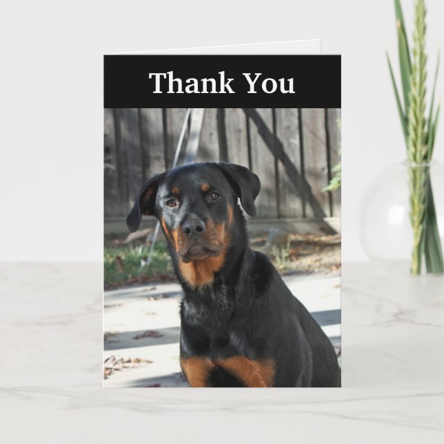 Tarjeta De Agradecimiento Rottweiler hermoso le agradece cardar (Anverso)